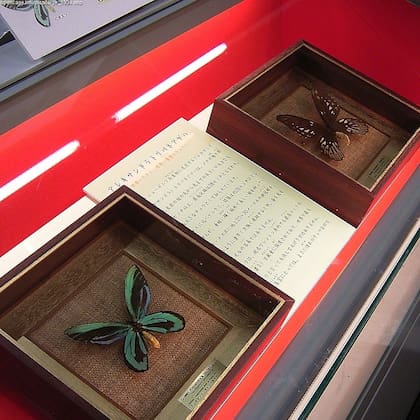 Las mariposas ala de pájaro pueden vivir más de 3 meses