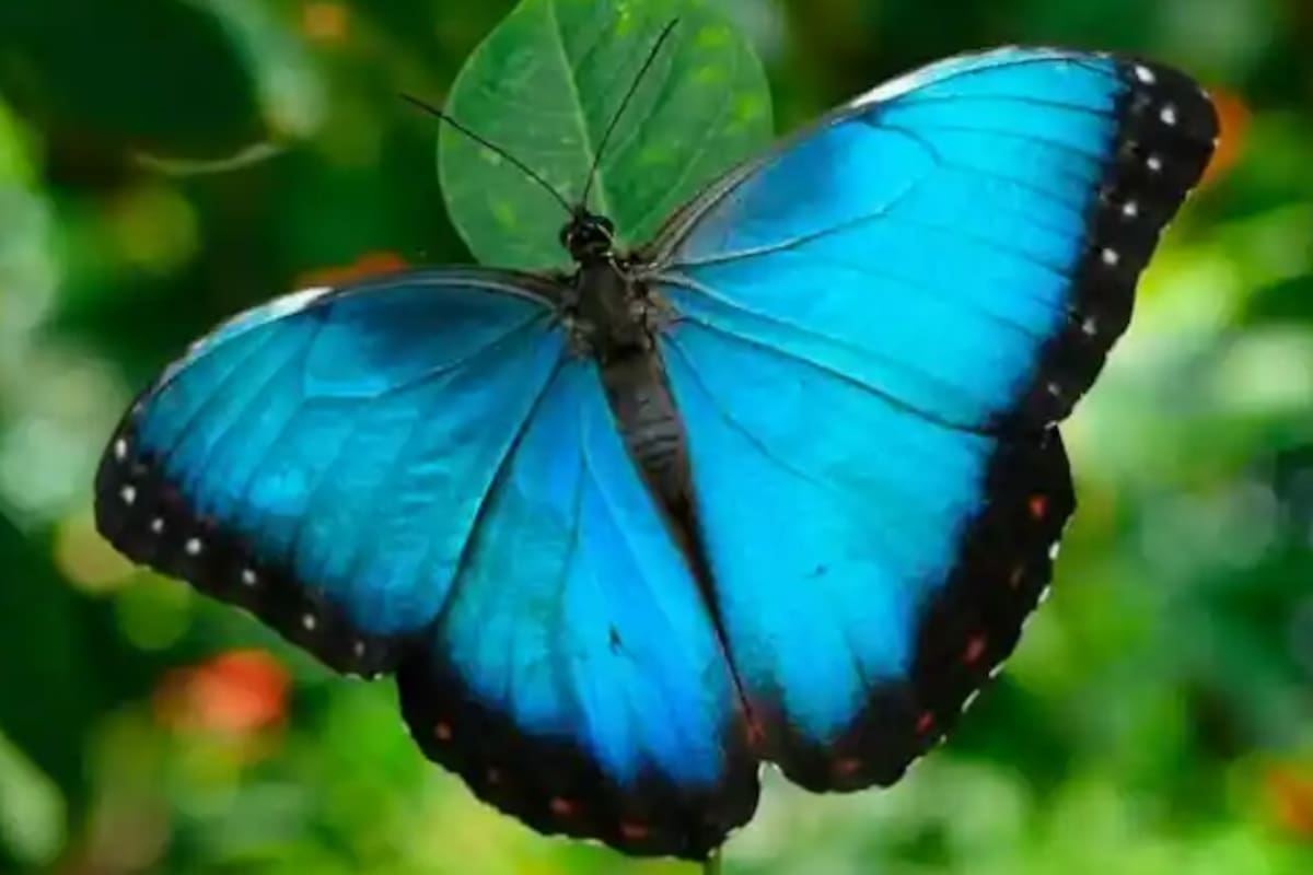 Las mariposas del género Morpho son neotropicales y habitan principalmente en Sudamérica