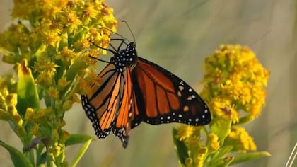 Las mariposas monarca vuelan a las montañas de México para pasar el invierno