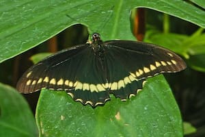 Las mariposas negras solían tener una connotación negativa