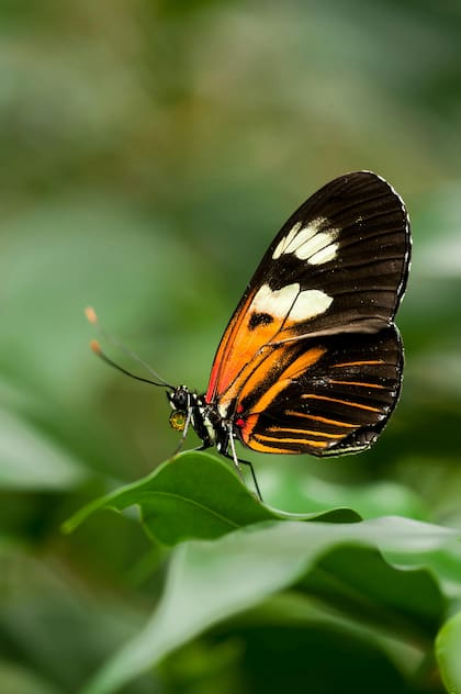 Las mariposas simbolizan transformación, evolución y cambios positivos