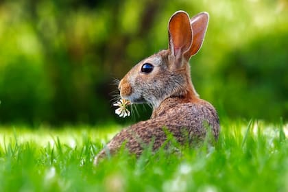Las mascotas como los cobayos o los conejos son vulnerables al calor debido a su pelaje