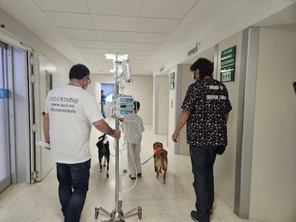 Las mascotas cumplen con un protocolo previo de higiene para crear un ambiente seguro para el paciente