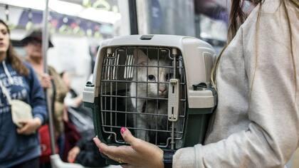 Las mascotas deben ser trasladadas en cajas especiales