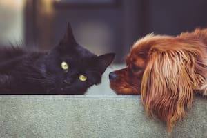 Las mascotas del signo de Leo son muy expresivos y les gusta convivir con muchas personas