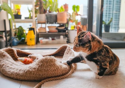 Las mascotas desarrollan conexiones emocionales con sus familias, y una rutina bien establecida es clave para su bienestar