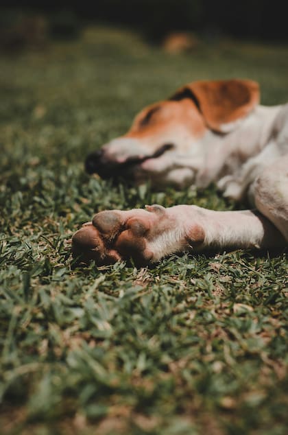 Las mascotas, especialmente aquellas que pasan tiempo al aire libre, pueden recoger tierra, polvo y otros elementos que los obligan a realizar una limpieza rutinaria