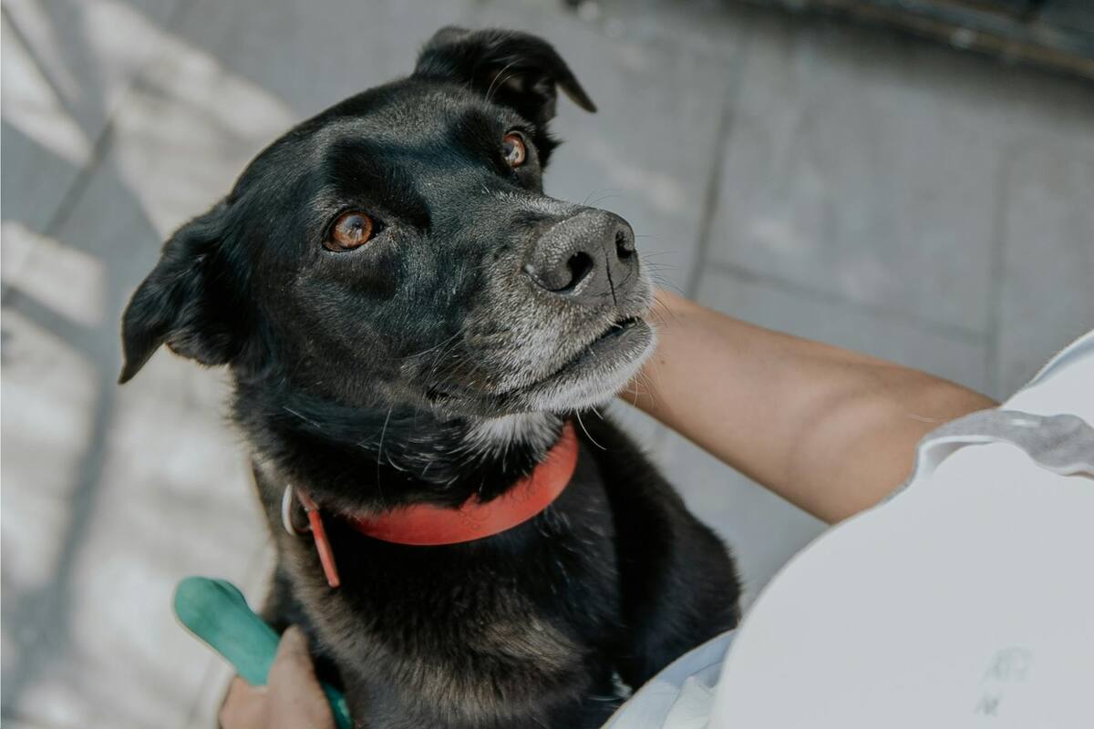 Las mascotas necesitan cuidados en caso de no poder continuar con sus familias (Foto: Archivo)