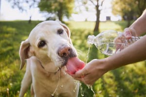 Las mascotas pueden entrar en un estado de deshidratación