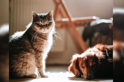 Las mascotas pueden sufrir las consecuencias del calor (Foto Pexels)