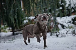 Las mascotas que viven al aire libre deben consumir entre un 25 y un 50 % más de calorías porque el clima frío tiende a agotar su energía (Canva)