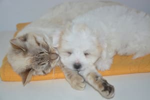 Las mascotas se enfrentan a muchos riesgos durante las fiestas de fin de año