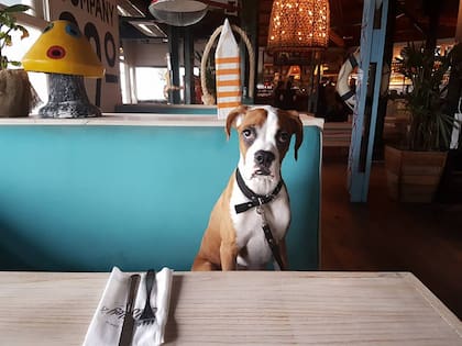 Las mascotas son bienvenidas en Malloy's, donde además tienen un gran espacio al aire libre para divertirse.