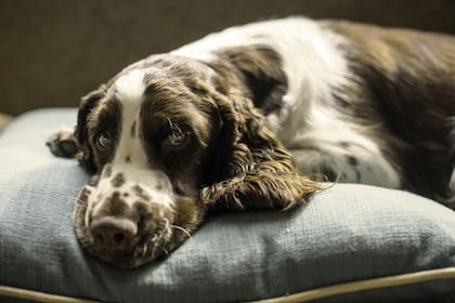 Las mascotas suelen ser una compañía ideal para las personas, en especial los perros, ya que no solo son un gran sostén emocional, sino que pueden brindar grandes beneficios para la salud (Foto ilustrativa: PIXABAY)