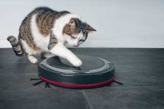 Animales: ¿Y si a tu mascota no le gusta tu serie favorita de Netflix?