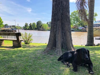Las mascotas también necesitan un descanso.