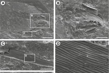 Las mediciones del espécimen se tomaron con calibradores digitales luego de tomar fotografías de luz y micrografías electrónicas de barrido (Fuente: Zoological Journal of the Linnean Society)
