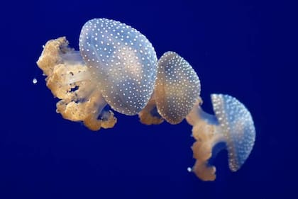 Las medusas australianas de manchas blancas no son peligrosas, pero se recomienda tener precauciones