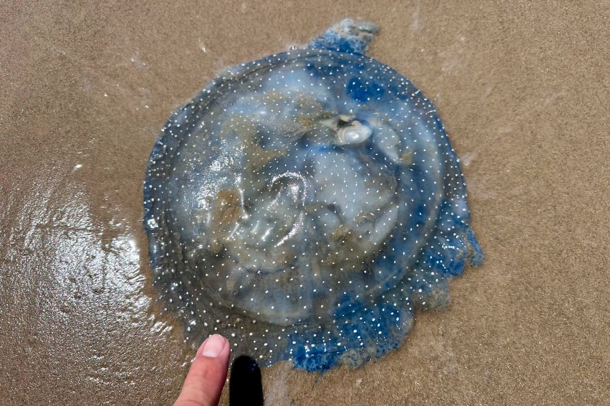 Las medusas australianas de manchas blancas se consideran una especie invasora en las playas de Texas