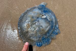 La llamativa especie marina que invade las playas en pleno Mundial 2026