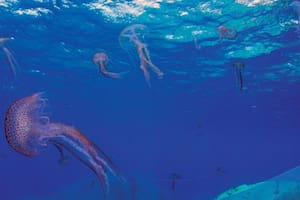 Las medusas chinas fueron detectadas en los veranos del 2023 y 2024