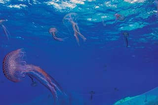 Investigadores del Conicet identificaron una especie de medusa invasora de Asia en Bariloche