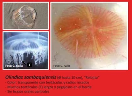 Las medusas que se pueden encontrar en las playas de Punta del Este
