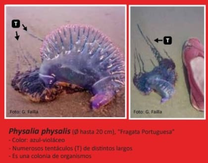 Las medusas que se pueden encontrar en las playas de Punta del Este