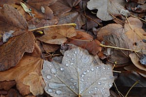 Las mejores frases de otoño para compartir por WhatsApp