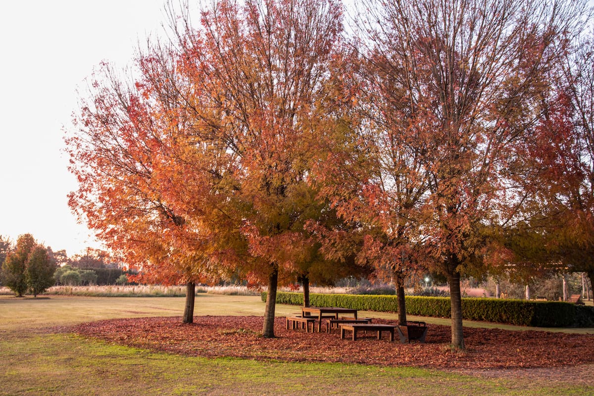 Las mejores frases e imágenes para recibir el otoño