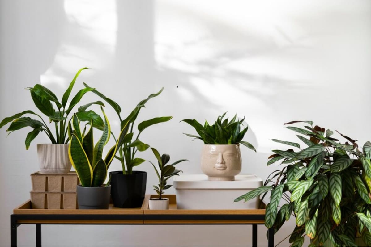 Las mejores plantas para combatir la humedad