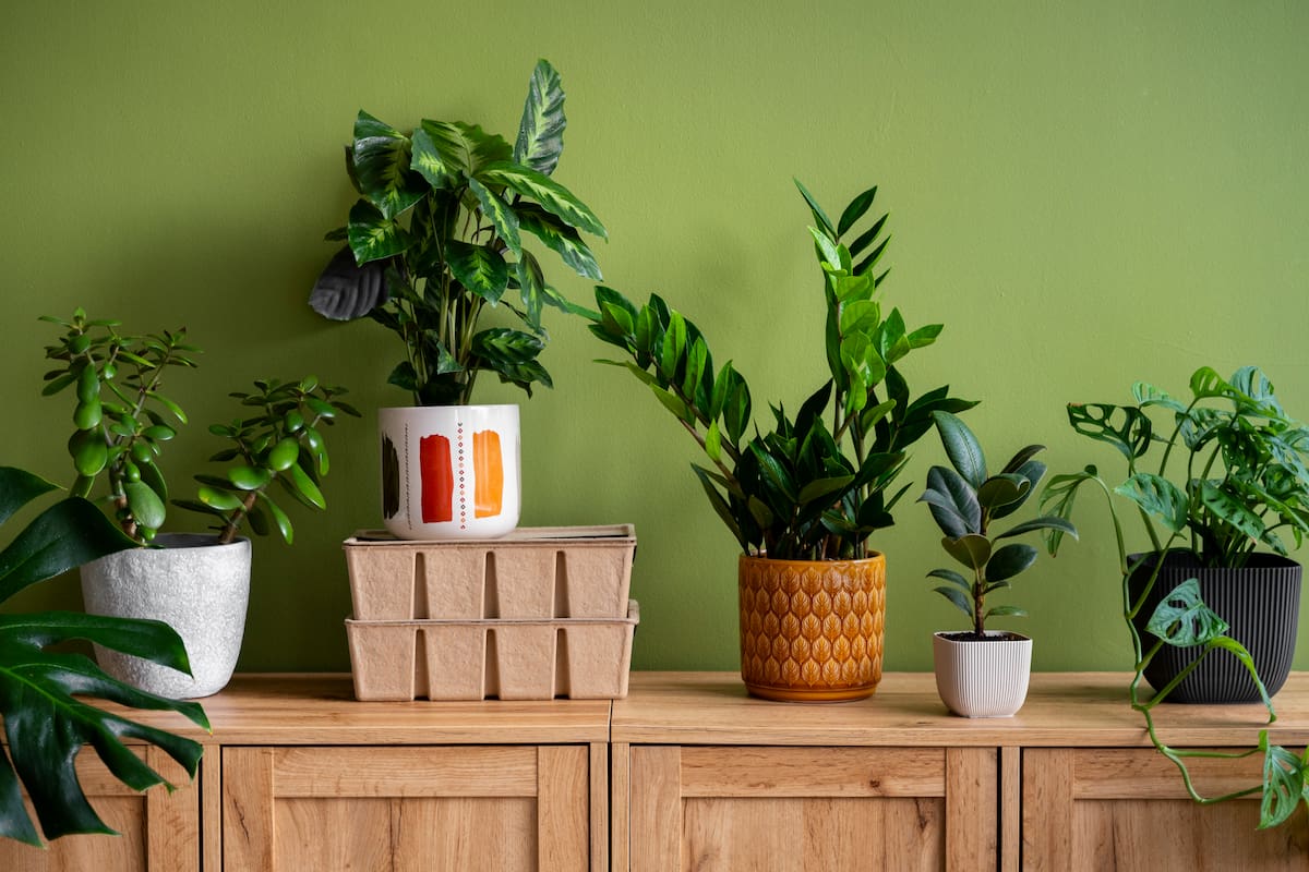 Las mejores plantas para purificar el aire de tu casa de forma natural