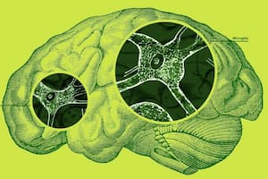 Las microglías son el miembro más pequeño de la familia de las glías, unas células que se encuentran en nuestro cerebro.