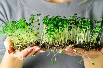 Las microverduras se obtienen a partir de plantas cultivables, como las hortalizas o los cereales