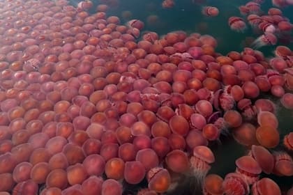 Las miles de medusas rosadas que aparecieron en las costas de Filipinas