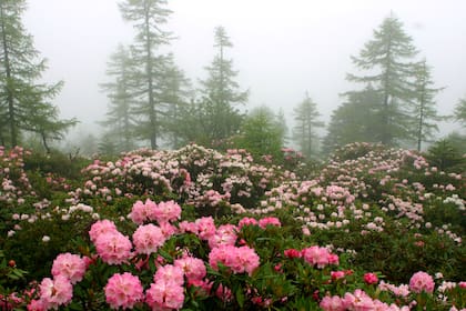 Las montañas de Yunnan, en el sur de China, forman parte de uno de los principales
centros de diversidad de rododendros del planeta