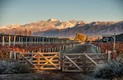 Las montañas y los viñedos, el paisaje de la ruta del vino mendocina