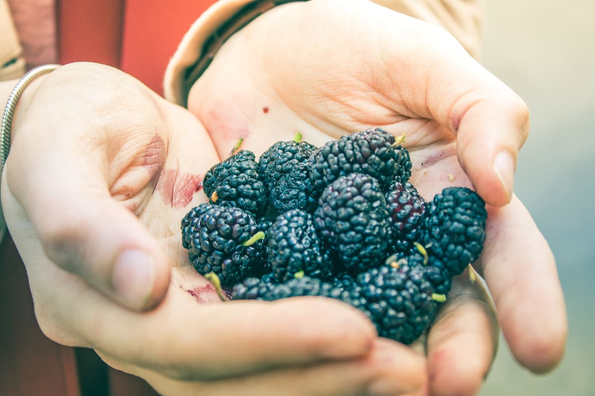 Las moras son plantas muy rústicas que se adaptan a los climas calurosos