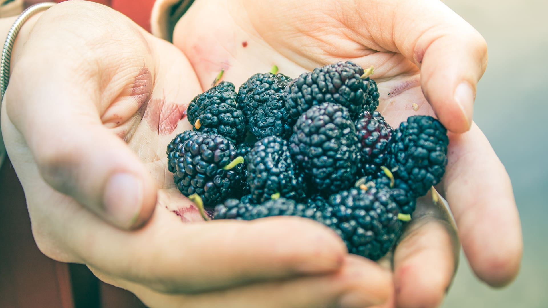 Las moras son plantas muy rústicas que se adaptan a los climas calurosos