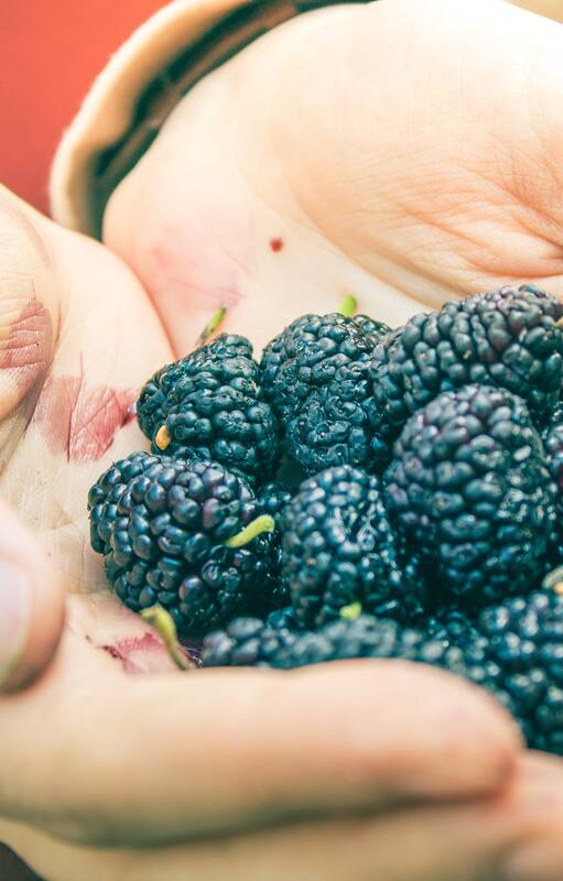 Las moras son plantas muy rústicas que se adaptan a los climas calurosos