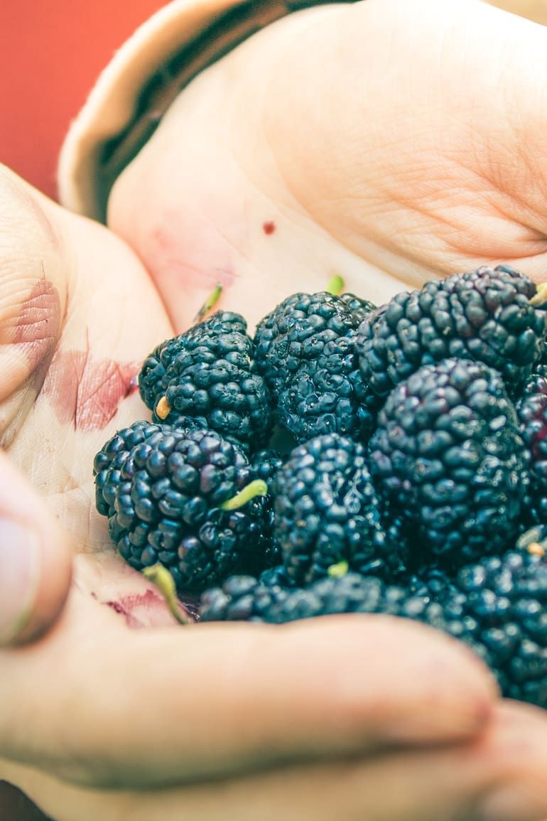 Las moras son plantas muy rústicas que se adaptan a los climas calurosos