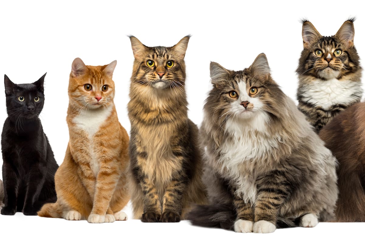 Las mordeduras de gatos son especialmente peligrosas debido a su profundidad y a las bacterias que contienen