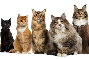 Las mordeduras de gatos son especialmente peligrosas debido a su profundidad y a las bacterias que contienen