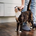 Manuel Manzano, veterinario: “Cuando un gato se acerca y frota su cabeza contra vos, no te está pidiendo caricias intensas”