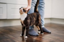 Manuel Manzano, veterinario: “Cuando un gato se acerca y frota su cabeza contra vos, no te está pidiendo caricias intensas”