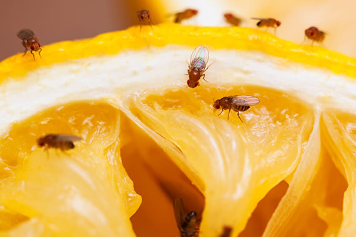 Las moscas de fruta o del desagüe suelen reproducirse en lugares húmedos o donde haya restos de comida