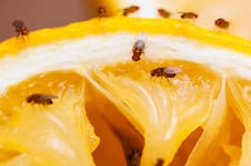Mosquitas de la fruta: por qué aparecen en la cocina y qué hacer para evitar que se propaguen