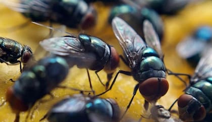 Las moscas estériles se crían en laboratorio, se irradian y se dispersan por vía aérea sobre zonas de riesgo