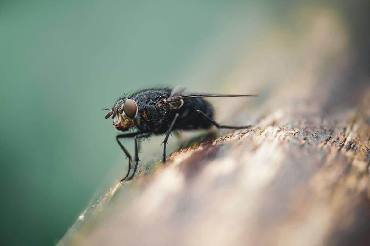 Las moscas negras atormentan a los habitantes de California con sus picaduras (Imagen ilustrativa)