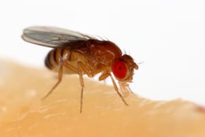 Las mosquitas de la humedad suelen propagarse con facilidad en verano